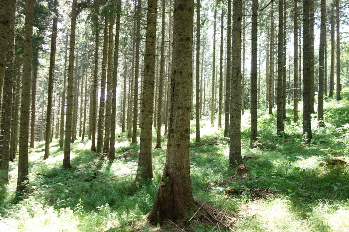 Santé des forêts et équilibre forêt-gibier