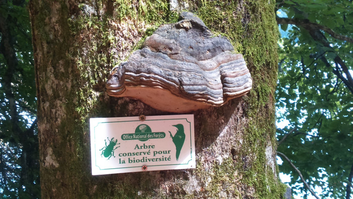 Pourquoi laisser du bois mort en forêt ? - La Salamandre