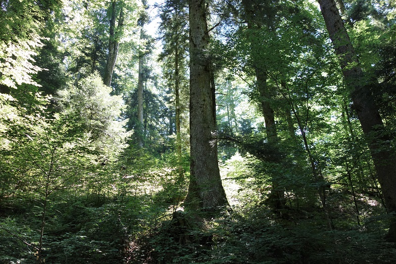 Forêt domaniale de la Grande Chartreuse