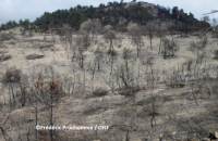Que font les forestiers après un incendie en forêt ?