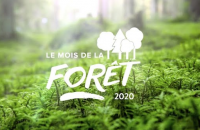 Mois de la forêt 2020