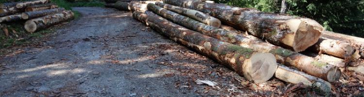 Récolte de bois et chantiers forestiers