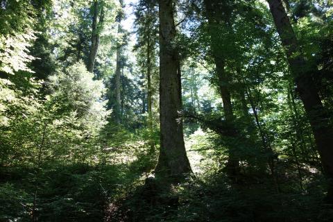 Forêt domaniale de la Grande Chartreuse
