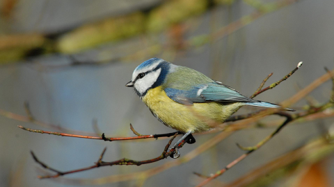 Mésange charbonnière