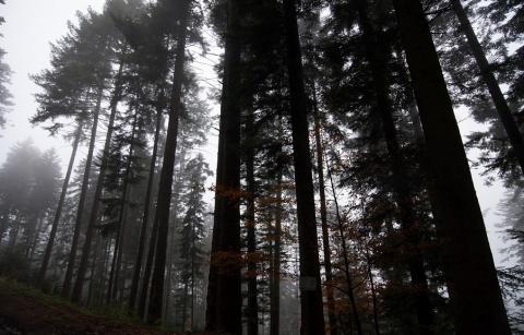 Le sapin blanc : Vos sapinières ont encore de l’avenir…