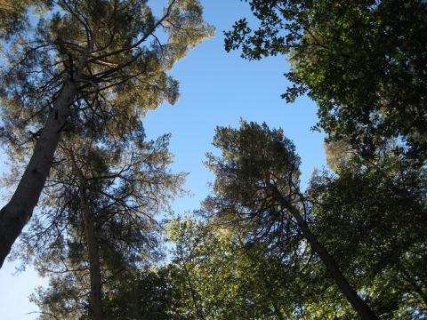 La méthode DEPERIS pour quantifier l’état de santé de la forêt