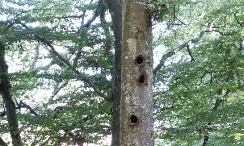 Petites chouettes de montagnes et forêts anciennes