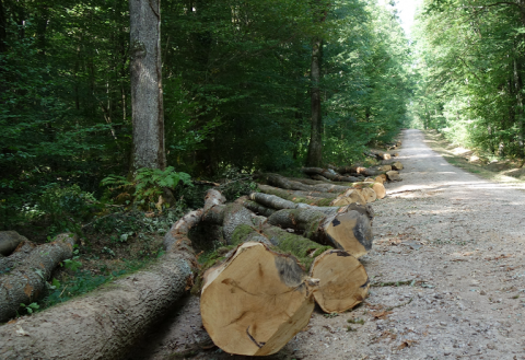 Chiffres clés de la filière forêt-bois en Auvergne-Rhône-Alpes