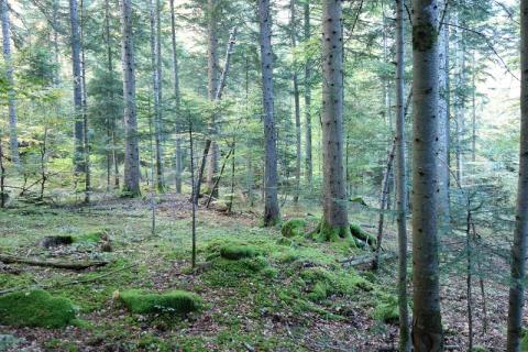 Forêt communale de Claix (38)