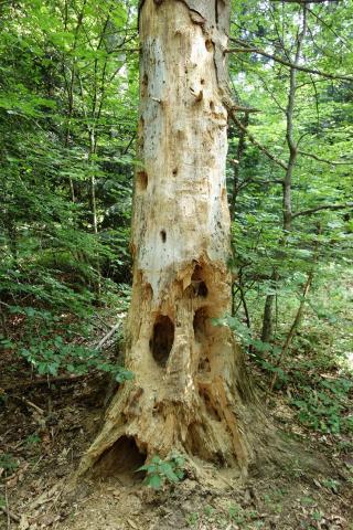 Protéger la biodiversité de ma forêt