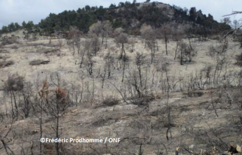 Que font les forestiers après un incendie en forêt ?