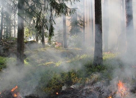 PEFC et la sensibilisation aux feux de forêts estivaux