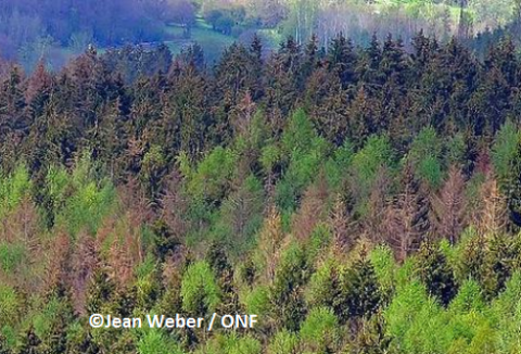 Ces arbres qui souffrent de la sécheresse