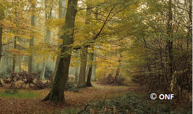 Gestion raisonnée de la ressource bois en forêt publique