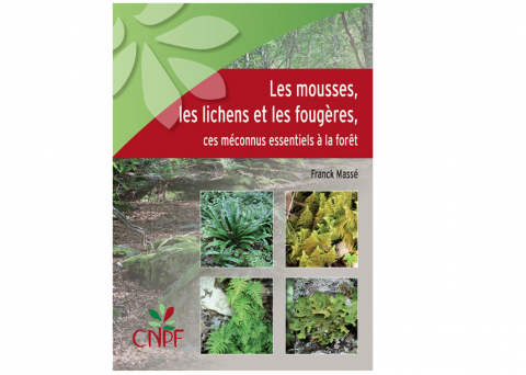 Les mousses, les lichens et les fougères : ces méconnus essentiels à la forêt