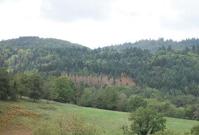 Massif épicéa dépérissant