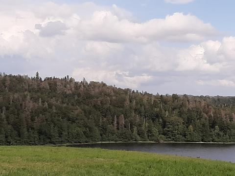 Massif d'épicéas dépérissant - Cantal