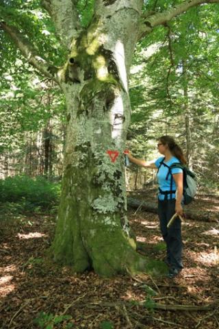 Marquage îlot de vieux bois