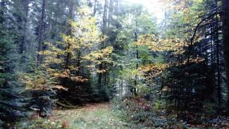 Les documents et les garanties de gestion forestière durable